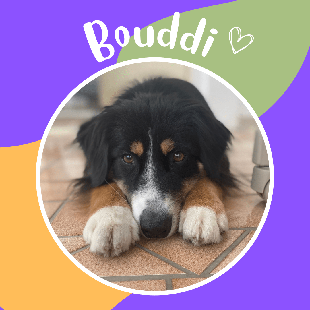 Bouddi Dog