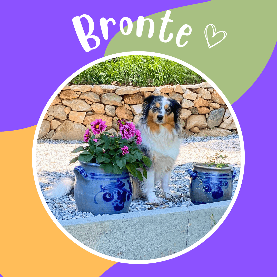 Bronte Image Australian Shepherd