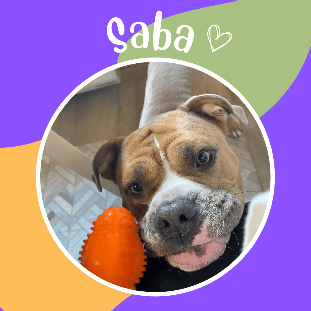 Saba