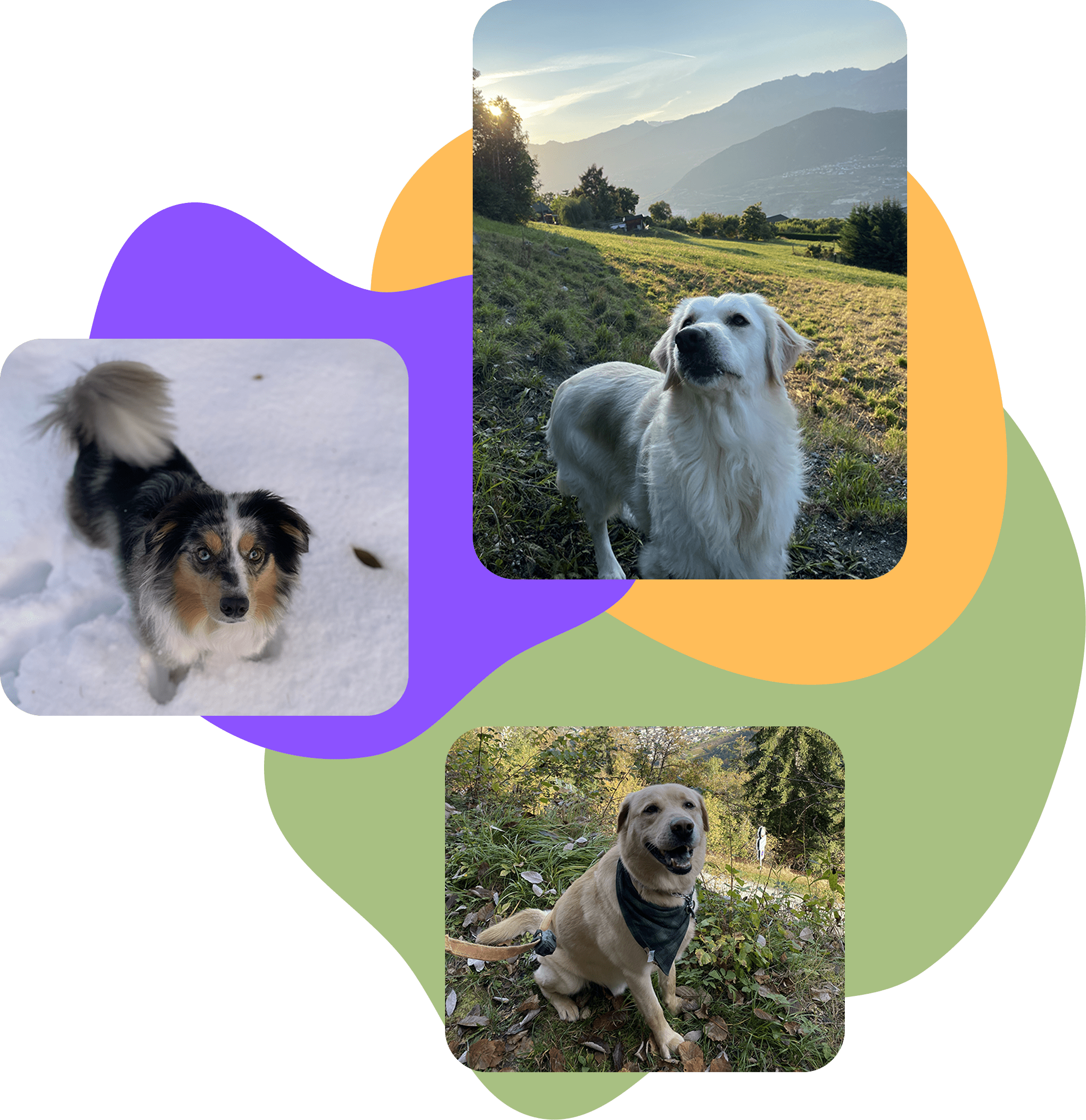 Happy dogs with pet sitter in Switzerland